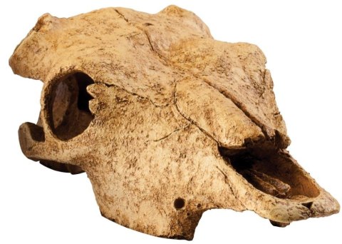 EXO TERRA Buffalo Skull (czaszka bawoła) EXO TERRA Buffalo Skull (czaszka bawoła)