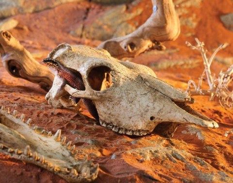 EXO TERRA Buffalo Skull (czaszka bawoła) EXO TERRA Buffalo Skull (czaszka bawoła)