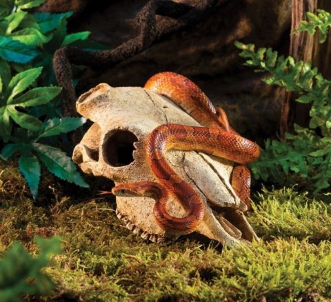 EXO TERRA Buffalo Skull (czaszka bawoła) EXO TERRA Buffalo Skull (czaszka bawoła)