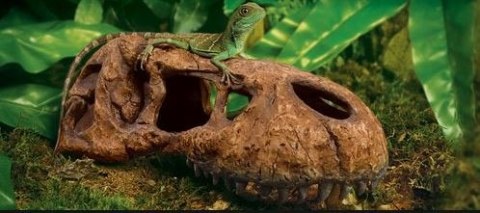EXO TERRA T-Rex skull (czaszka dinozaura) EXO TERRA T-Rex skull (czaszka dinozaura)