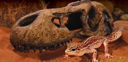 EXO TERRA T-Rex skull (czaszka dinozaura) EXO TERRA T-Rex skull (czaszka dinozaura)