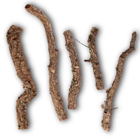 Gałąź z Dębu korkowego 60cm Gałąź z Dębu korkowego 60cm