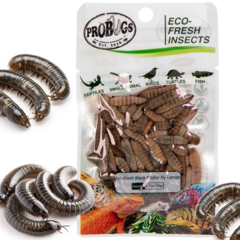 ProBugs Eco-Fresh Black Solider Fly Larvae 15 x 20g - świeże larwy muchy czarnej 15 saszetek ProBugs Eco-Fresh Black Solider Fly Larvae 15 x 20g - świeże larwy muchy czarnej 15 saszetek