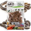 ProBugs Eco-Fresh Black Solider Fly Larvae 15 x 20g - świeże larwy muchy czarnej 15 saszetek
