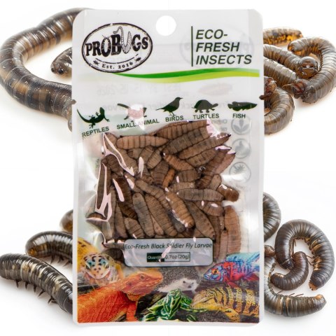 ProBugs Eco-Fresh Black Solider Fly Larvae 15 x 20g - świeże larwy muchy czarnej 15 saszetek ProBugs Eco-Fresh Black Solider Fly Larvae 15 x 20g - świeże larwy muchy czarnej 15 saszetek