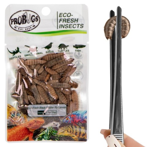 ProBugs Eco-Fresh Black Solider Fly Larvae 20g - świeże larwy muchy czarnej ProBugs Eco-Fresh Black Solider Fly Larvae 20g - świeże larwy muchy czarnej