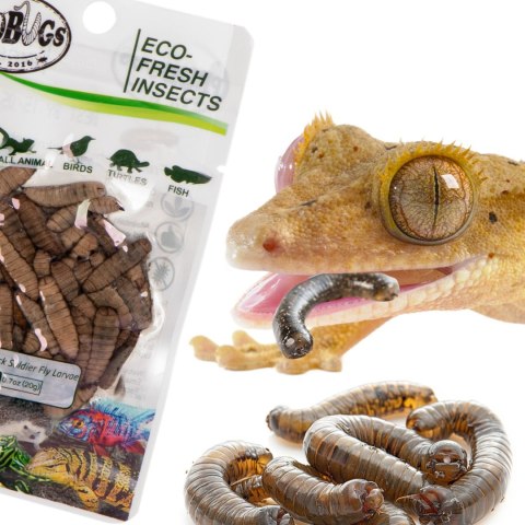 ProBugs Eco-Fresh Black Solider Fly Larvae 20g - świeże larwy muchy czarnej ProBugs Eco-Fresh Black Solider Fly Larvae 20g - świeże larwy muchy czarnej