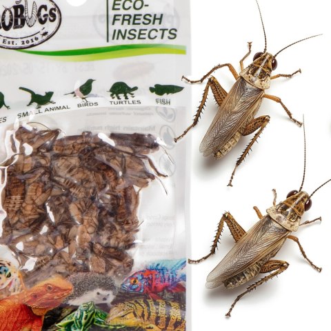 ProBugs Eco-Fresh Cricket 15 x 6g - świeże świerszcze 15 saszetek ProBugs Eco-Fresh Cricket 15 x 6g - świeże świerszcze 15 saszetek