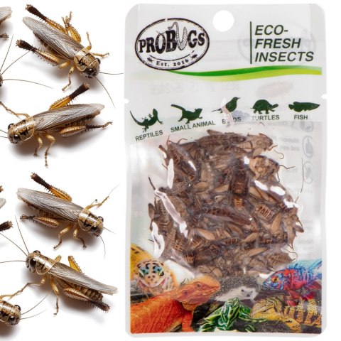ProBugs Eco-Fresh Cricket 6g - świeże świerszcze ProBugs Eco-Fresh Cricket 6g - świeże świerszcze