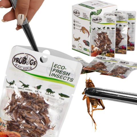 ProBugs Eco-Fresh Cricket 6g - świeże świerszcze ProBugs Eco-Fresh Cricket 6g - świeże świerszcze