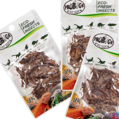 ProBugs Eco-Fresh Cricket 6g - świeże świerszcze ProBugs Eco-Fresh Cricket 6g - świeże świerszcze