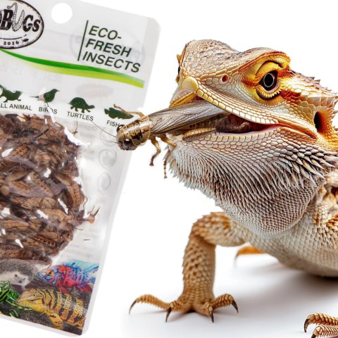ProBugs Eco-Fresh Cricket 6g - świeże świerszcze ProBugs Eco-Fresh Cricket 6g - świeże świerszcze