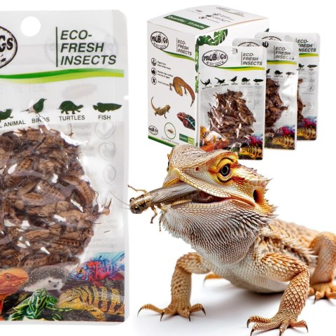 ProBugs Eco-Fresh Cricket 6g - świeże świerszcze ProBugs Eco-Fresh Cricket 6g - świeże świerszcze