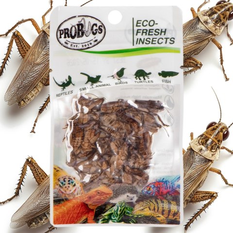 ProBugs Eco-Fresh Cricket 6g - świeże świerszcze ProBugs Eco-Fresh Cricket 6g - świeże świerszcze