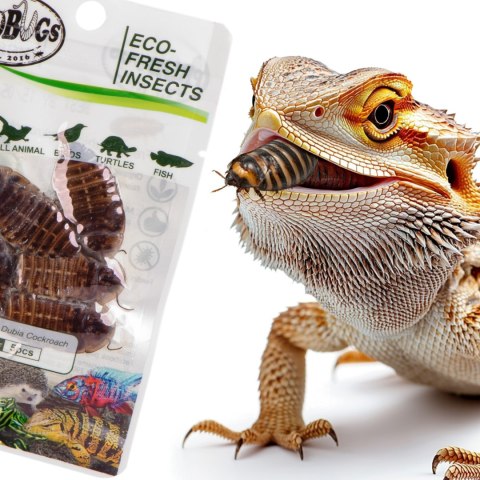 ProBugs Eco-Fresh Dubia Cockroach 5pcs - świeże karaczany argentyńskie ProBugs Eco-Fresh Dubia Cockroach 5pcs - świeże karaczany argentyńskie