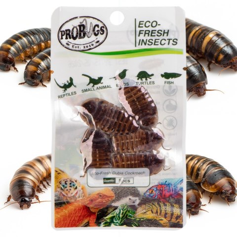 ProBugs Eco-Fresh Dubia Cockroach 5pcs - świeże karaczany argentyńskie ProBugs Eco-Fresh Dubia Cockroach 5pcs - świeże karaczany argentyńskie