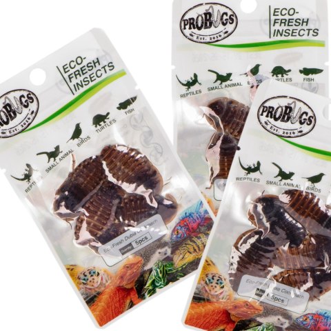ProBugs Eco-Fresh Dubia Cockroach 5pcs - świeże karaczany argentyńskie ProBugs Eco-Fresh Dubia Cockroach 5pcs - świeże karaczany argentyńskie