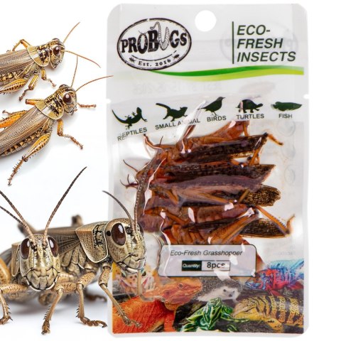 ProBugs Eco-Fresh Grasshopper 8pcs - świeże koniki polne ProBugs Eco-Fresh Grasshopper 8pcs - świeże koniki polne