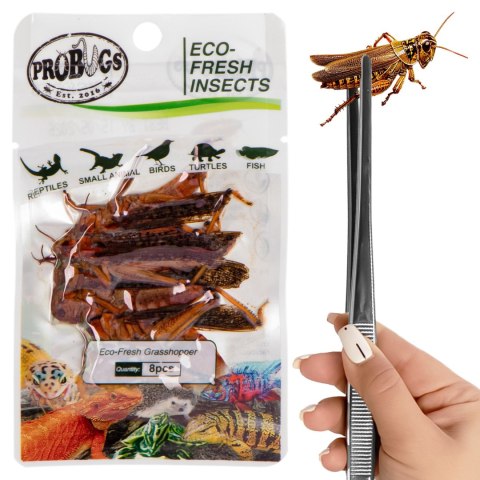 ProBugs Eco-Fresh Grasshopper 8pcs - świeże koniki polne ProBugs Eco-Fresh Grasshopper 8pcs - świeże koniki polne