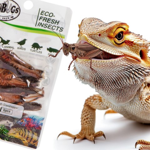 ProBugs Eco-Fresh Grasshopper 8pcs - świeże koniki polne ProBugs Eco-Fresh Grasshopper 8pcs - świeże koniki polne