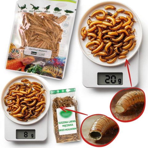 ProBugs Eco-Fresh Grasshopper 8pcs - świeże koniki polne ProBugs Eco-Fresh Grasshopper 8pcs - świeże koniki polne