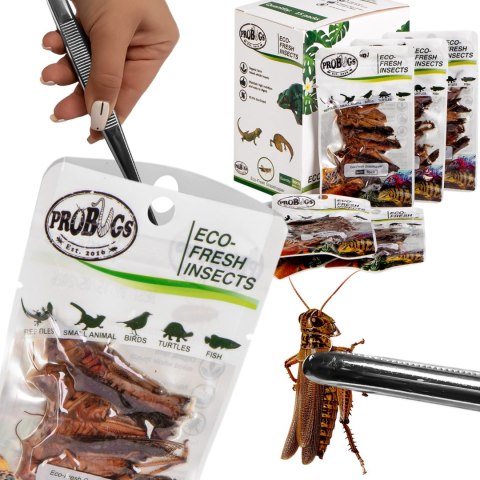 ProBugs Eco-Fresh Grasshopper 8pcs - świeże koniki polne ProBugs Eco-Fresh Grasshopper 8pcs - świeże koniki polne