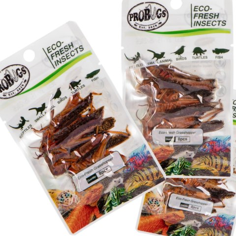 ProBugs Eco-Fresh Grasshopper 8pcs - świeże koniki polne ProBugs Eco-Fresh Grasshopper 8pcs - świeże koniki polne