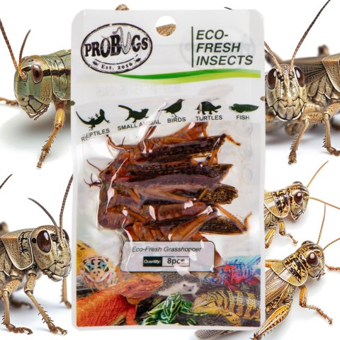ProBugs Eco-Fresh Grasshopper 8pcs - świeże koniki polne ProBugs Eco-Fresh Grasshopper 8pcs - świeże koniki polne