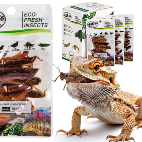 ProBugs Eco-Fresh Grasshopper 8pcs - świeże koniki polne ProBugs Eco-Fresh Grasshopper 8pcs - świeże koniki polne