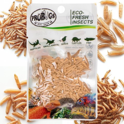 ProBugs Eco-Fresh Riceworm 15 x 15g - świeże larwy muchy 15 szaszetek ProBugs Eco-Fresh Riceworm 15 x 15g - świeże larwy muchy 15 szaszetek