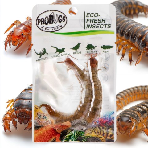 ProBugs Eco-Fresh Scolopendra Centipede 15 x 2pcs - świeże skolopendry 15 saszetek ProBugs Eco-Fresh Scolopendra Centipede 15 x 2pcs - świeże skolopendry 15 saszetek