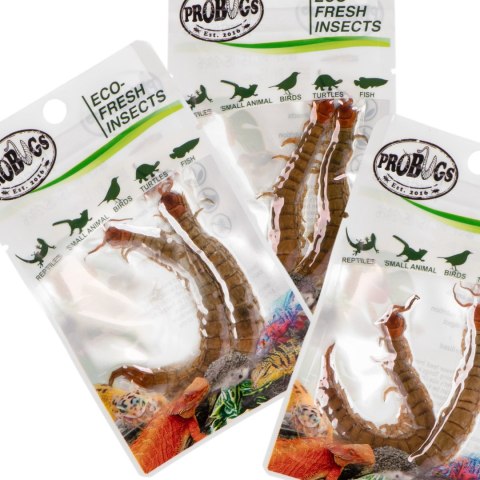 ProBugs Eco-Fresh Scolopendra Centipede 15 x 2pcs - świeże skolopendry 15 saszetek ProBugs Eco-Fresh Scolopendra Centipede 15 x 2pcs - świeże skolopendry 15 saszetek