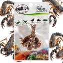 ProBugs Eco-Fresh Scorpion 15 x 3pcs - świeże skorpiony 15 saszetek