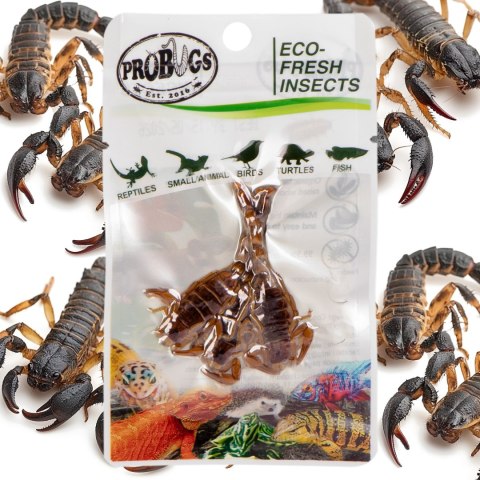 ProBugs Eco-Fresh Scorpion 15 x 3pcs - świeże skorpiony 15 saszetek ProBugs Eco-Fresh Scorpion 15 x 3pcs - świeże skorpiony 15 saszetek