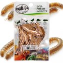 ProBugs Eco-Fresh Superworm 15 x 20g - świeże larwy drewnojada 15 saszetek