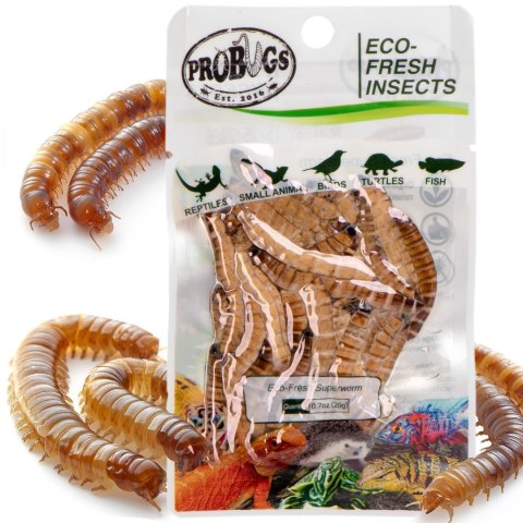 ProBugs Eco-Fresh Superworm 20g - świeże larwy drewnojada ProBugs Eco-Fresh Superworm 20g - świeże larwy drewnojada