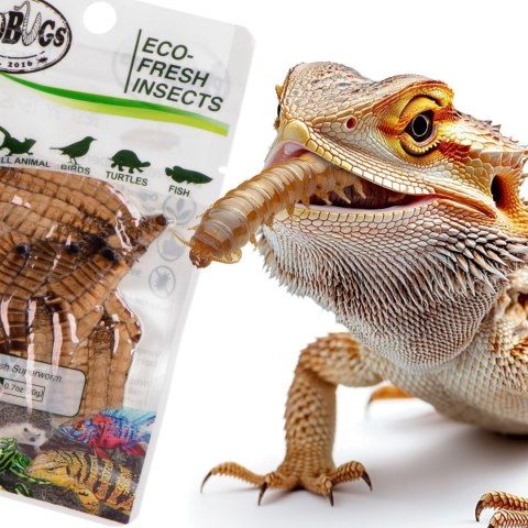ProBugs Eco-Fresh Superworm 20g - świeże larwy drewnojada ProBugs Eco-Fresh Superworm 20g - świeże larwy drewnojada