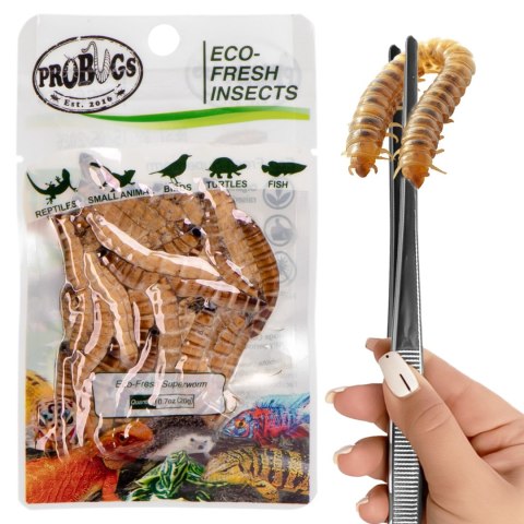 Probugs Big Reptiles Set - zestaw robaków dla dużych gadów Probugs Big Reptiles Set - zestaw robaków dla dużych gadów