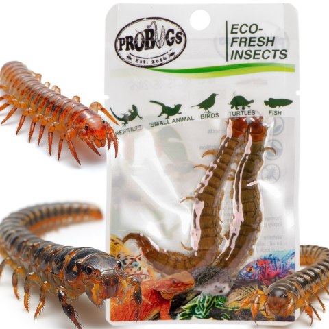 Probugs Big Reptiles Set - zestaw robaków dla dużych gadów Probugs Big Reptiles Set - zestaw robaków dla dużych gadów