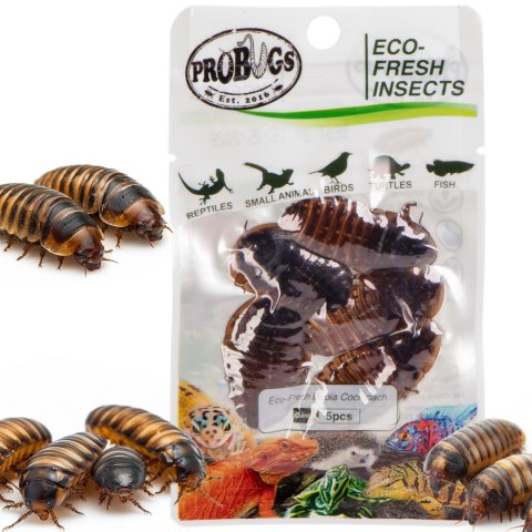 Probugs Big Reptiles Set - zestaw robaków dla dużych gadów Probugs Big Reptiles Set - zestaw robaków dla dużych gadów