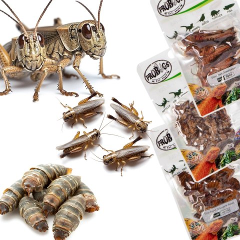 Probugs Reptiles Set - zestaw robaków dla średnich gadów Probugs Reptiles Set - zestaw robaków dla średnich gadów
