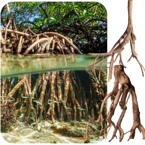 Rhizophora mangle "the Red Mangrove" - korzeń M Rhizophora mangle "the Red Mangrove" - korzeń M