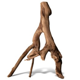 Rhizophora mangle 