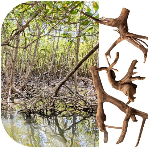 Rhizophora mangle "the Red Mangrove" - korzeń XS Rhizophora mangle "the Red Mangrove" - korzeń XS