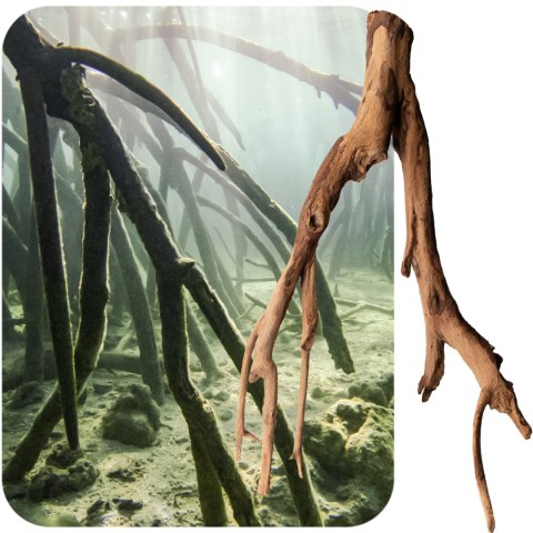 Rhizophora mangle "the Red Mangrove" - korzeń XS Rhizophora mangle "the Red Mangrove" - korzeń XS