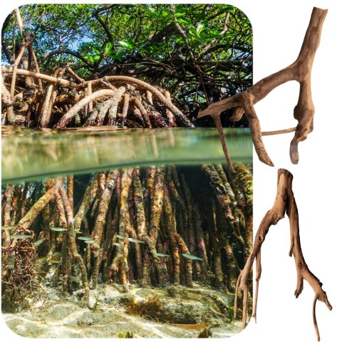 Rhizophora mangle "the Red Mangrove" - korzeń XS Rhizophora mangle "the Red Mangrove" - korzeń XS