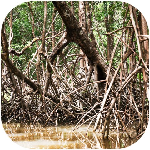 Rhizophora mangle "the Red Mangrove" - korzeń XS Rhizophora mangle "the Red Mangrove" - korzeń XS