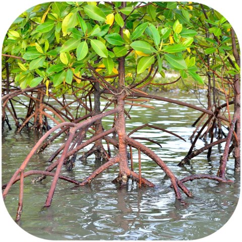 Rhizophora mangle "the Red Mangrove" - korzeń XS Rhizophora mangle "the Red Mangrove" - korzeń XS