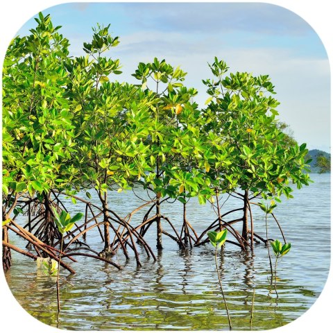Rhizophora mangle "the Red Mangrove" - korzeń XS Rhizophora mangle "the Red Mangrove" - korzeń XS
