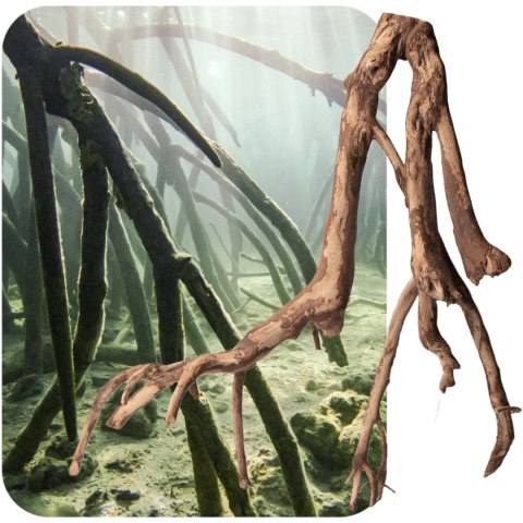 Rhizophora mangle "the Red Mangrove" - korzeń S Rhizophora mangle "the Red Mangrove" - korzeń S